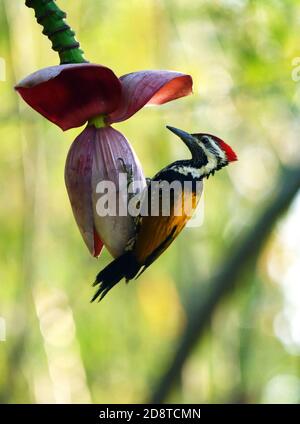 Un oiseau moins doré est suspendu sur une fleur de banane Banque D'Images