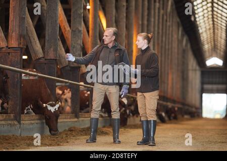 Portrait en longueur de l'homme mature pointant vers la vache tout en inspectant le bétail à la ferme laitière, copier l'espace Banque D'Images