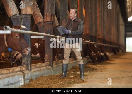 Portrait complet de l'homme mature utilisant une tablette numérique tout en inspectant le bétail à la ferme laitière, espace de copie Banque D'Images