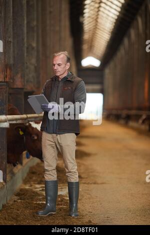 Portrait vertical complet de l'homme moderne mature utilisant une tablette numérique tout en inspectant le bétail à la ferme laitière, espace de copie Banque D'Images