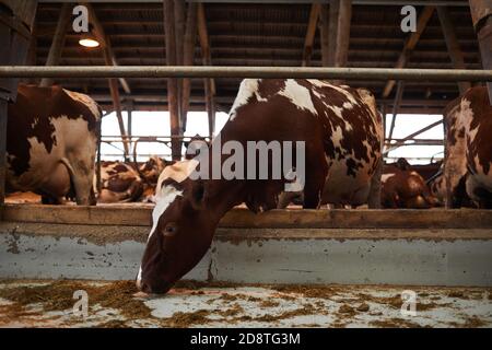 Portrait complet de la belle vache saine mangeant du foin tout en se tenant dans un enclos d'animaux à la ferme laitière, copier l'espace Banque D'Images