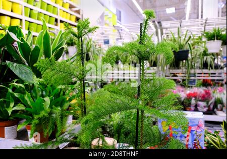 Araucaria Plant sur le pot de fleurs pour la vente dans le magasin. Choix des plantes maison. Banque D'Images