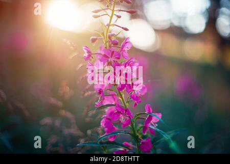 Lupin de fleur sauvage d'été Banque D'Images