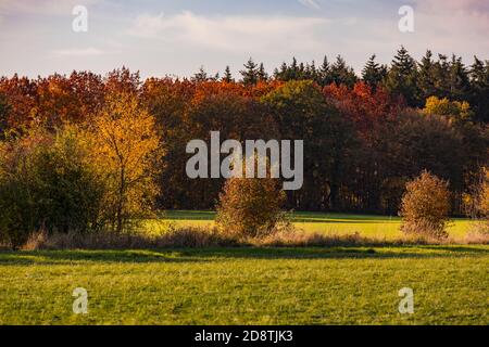 Une forêt solitaire avec de nombreuses feuilles de couleur sur le sol Dans une ambiance automnale en Allemagne Banque D'Images