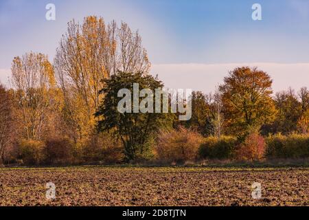 Nature avec de nombreuses feuilles de couleur sur le sol dans un L'ambiance de l'automne en Allemagne Banque D'Images