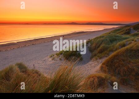 Hêtre de Harlech et dunes de sable au coucher du soleil. Pays de Galles du Nord, Royaume-Uni. Banque D'Images