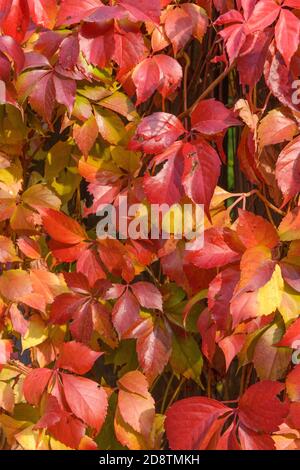 Gros plan de feuilles de super-réducteur de Virginie multicolore à la lumière du soleil d'automne. Banque D'Images