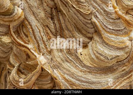 Nid de guêpe détail rapproché du nid de papier montrant le fibre de bois brisée qui a été mélangée à de la salive pour créer de la pâte à papier souple Banque D'Images