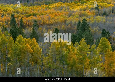 Aspen, Populus tremula, Parker Bench, Inyo National Forest, Eastern Sierra, Californie Banque D'Images