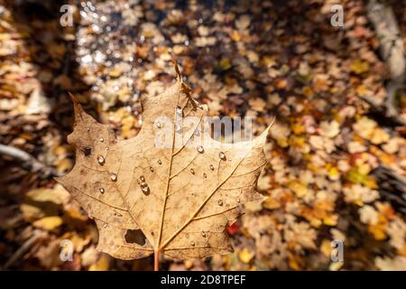 Feuille d'érable séchée à l'automne avec de petits gouttes de pluie sur fond avec feuilles tombées Banque D'Images