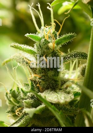 Boutons de cannabis Auto Kaboul fleurs, trichomes dans l'inflorescence de la plante visible Banque D'Images