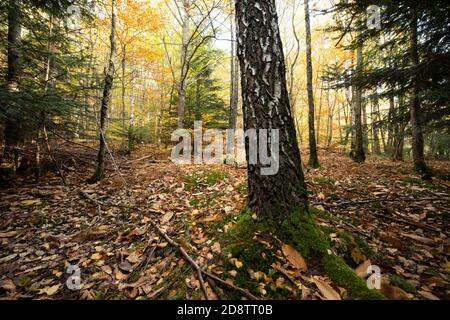 Bouleau dans une forêt en automne en France, Vosges. Banque D'Images