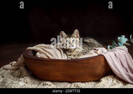 Joli petit chaton Toyger avec des rayures de tigre dans une obscurité studio en gros plan Banque D'Images