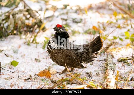 perdrix d'oiseaux sauvages dans la forêt d'hiver Banque D'Images