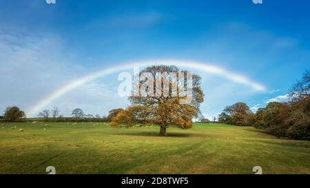 Ilkley, Royaume-Uni. 1 novembre 2020 : météo au Royaume-Uni : arc-en-ciel époustouflant et vif sur un seul arbre avec feuillage automnal au-dessus de Middleton Woods, Ilkley, Yorkshire, Royaume-Uni Rebecca Cole/Alamy News (c) Banque D'Images