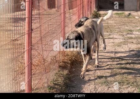 Deux magnifiques chiens de berger anatoliens (sivas kangal kopek/kopegi) Pace, marche derrière la cage dans une ferme de chiens im Kangal ville, Sivas Turquie. Banque D'Images