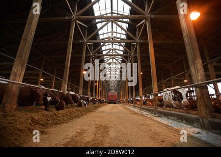 Image d'arrière-plan à grand angle d'un abri de vache industriel avec des vaches en rangées mangeant du foin, espace de copie Banque D'Images