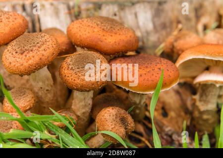 Champignons de forêt comestibles - Armillaria mellea communément connu sous le nom de champignon du miel. Cueillette des champignons. Un champignon basidiomycète du genre Armillaria (gros plan) Banque D'Images