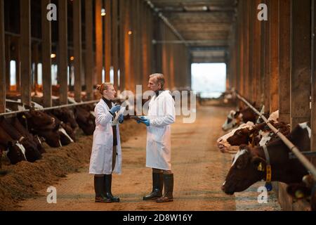 Portrait complet de deux vétérinaires dans le hangar à vache parlant tout en inspectant le bétail à la ferme, copier l'espace Banque D'Images