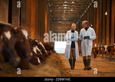 Portrait en longueur de deux vétérinaires dans le hangar de vache marchant vers la caméra tout en inspectant le bétail à la ferme, copier l'espace Banque D'Images
