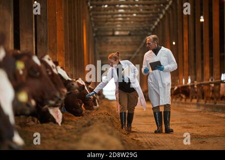 Portrait complet de deux vétérinaires marchant vers l'appareil photo tout en inspectant les vaches à la ferme laitière, espace de copie Banque D'Images