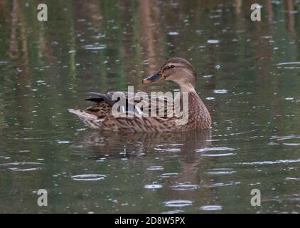 La femelle Mallard s'assit sur l'eau Banque D'Images