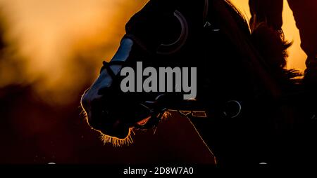 Lexington, Kentucky, États-Unis. 1er novembre 2020. 1er novembre 2020 : scènes d'entraînement matinal pendant que les chevaux se préparent pour la coupe 2020 BreedersÕ au Keeneland Racetrack à Lexington, Kentucky, le 1er novembre 2020. Scott Serio/Eclipse Sportswire/Breeders Cup. Crédit : csm/Alay Live News Banque D'Images