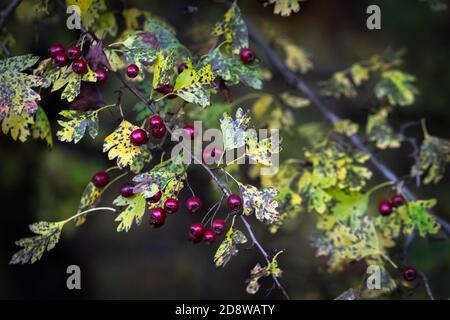 De belles branches d'arbres à l'aubépine (Crataegus) avec des feuilles variégées et des baies juteuses mûres rouges sur fond sombre, le jour de l'automne couvert. Gros plan Banque D'Images