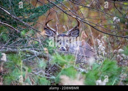 Grand buck de cerf de Virginie (Odocoileus virginianus) se cachant dans le pinceau du Wisconsin en novembre, horizontal Banque D'Images