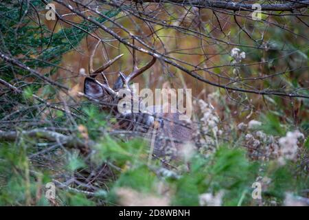 Grand buck de cerf de Virginie (Odocoileus virginianus) se cachant dans le pinceau du Wisconsin en novembre, horizontal Banque D'Images