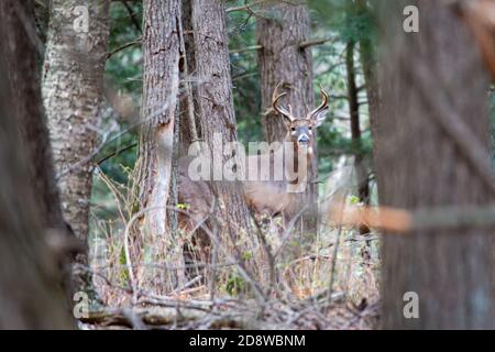 Gros buck de cerf de Virginie (Odocoileus virginianus) pendant la rout du Wisconsin au début de novembre, horizontal Banque D'Images