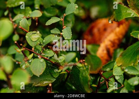 Gros plan du Bush vert après la pluie. La rosée tombe sur une bague verte. Dewdrops sur les feuilles Banque D'Images