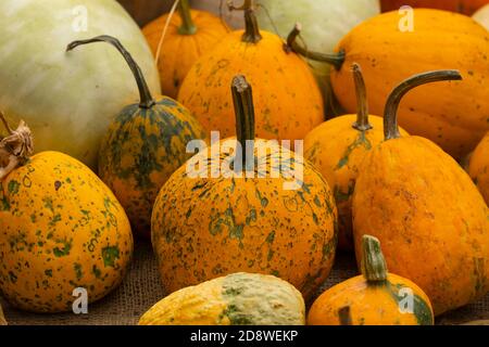 Collection d'énormes citrouilles, de toutes formes, couleurs et tailles, exposées en paniers ou au sol, dans le jardin botanique royal de Madrid, en Espagne. Banque D'Images