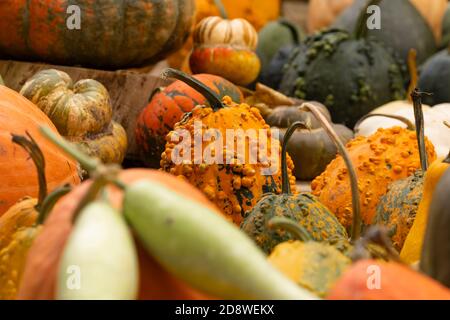 Collection d'énormes citrouilles, de toutes formes, couleurs et tailles, exposées en paniers ou au sol, dans le jardin botanique royal de Madrid, en Espagne. Banque D'Images