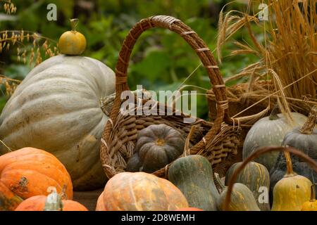 Collection d'énormes citrouilles, de toutes formes, couleurs et tailles, exposées en paniers ou au sol, dans le jardin botanique royal de Madrid, en Espagne. Banque D'Images