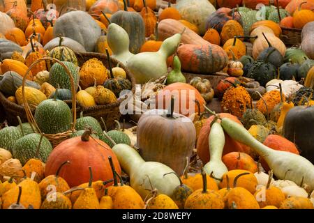 Collection d'énormes citrouilles, de toutes formes, couleurs et tailles, exposées en paniers ou au sol, dans le jardin botanique royal de Madrid, en Espagne. Banque D'Images