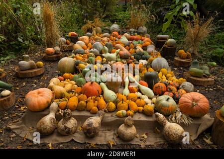 Collection d'énormes citrouilles, de toutes formes, couleurs et tailles, exposées en paniers ou au sol, dans le jardin botanique royal de Madrid, en Espagne. Banque D'Images