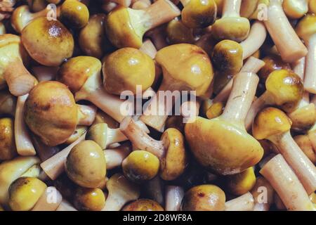 Vue sur un groupe de champignons du miel Banque D'Images