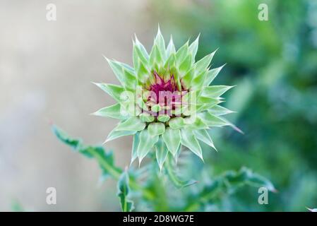 Belle fleur de chardon au lait épineux, plante médicinale (Silybum marianum) Banque D'Images