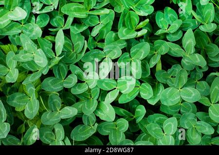 Glade de trèfle vert. Herbe verte, prairie verte en plein soleil Banque D'Images