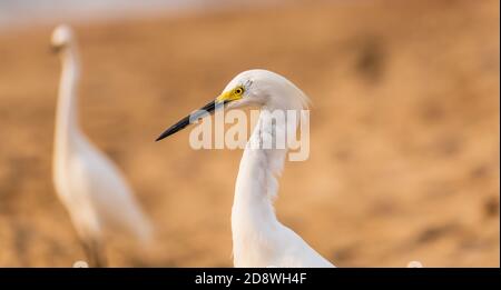 Un Heron d'Egret de neige est debout avec son Flock as L'Ocean Surf Rolls to Shore Banque D'Images