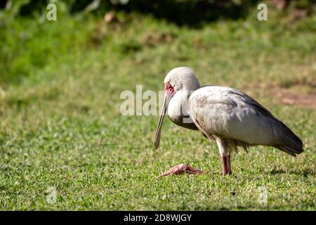 Petit oiseau africain assis au soleil, vue latérale Banque D'Images