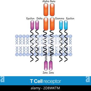 Illustration de la conception du vecteur du récepteur des cellules T avec la membrane plasmique en arrière-plan. Illustration de Vecteur