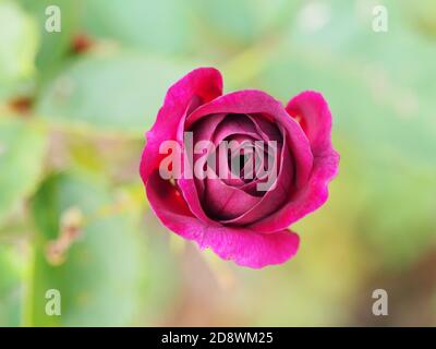 Minuscule rose rouge fleur macro Banque D'Images