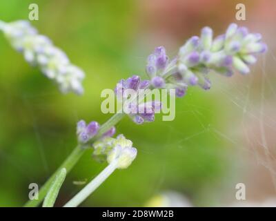 Photo macro de fleur de lavande Banque D'Images