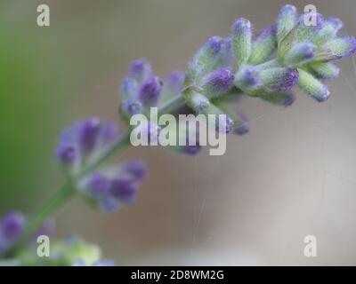 Photo macro de fleur de lavande Banque D'Images