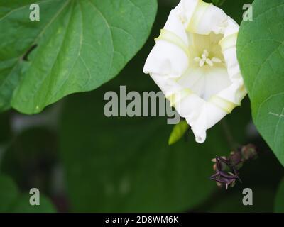 Fleur blanche de lune en fleur Banque D'Images