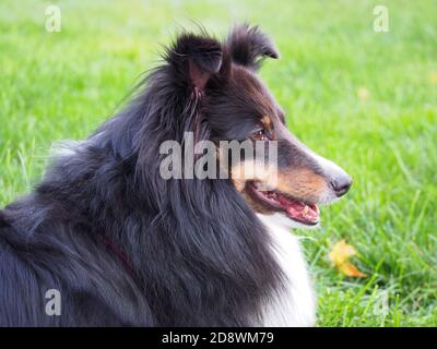 Chien de berger tricolore en herbe verte Banque D'Images