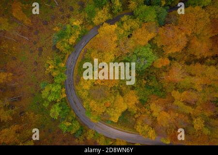 Visegrad, Hongrie - vue aérienne de la route sinueuse traversant la forêt, ambiance automnale, couleurs automnales chaudes. Arbres de couleur verte, rouge jaune et orange. Banque D'Images