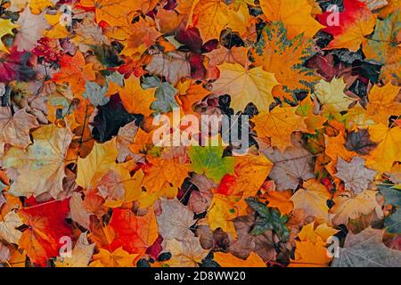 Feuilles d'érable colorées en automne depuis le haut sur un sol recouvert d'herbe. Un tas de feuilles. Banque D'Images